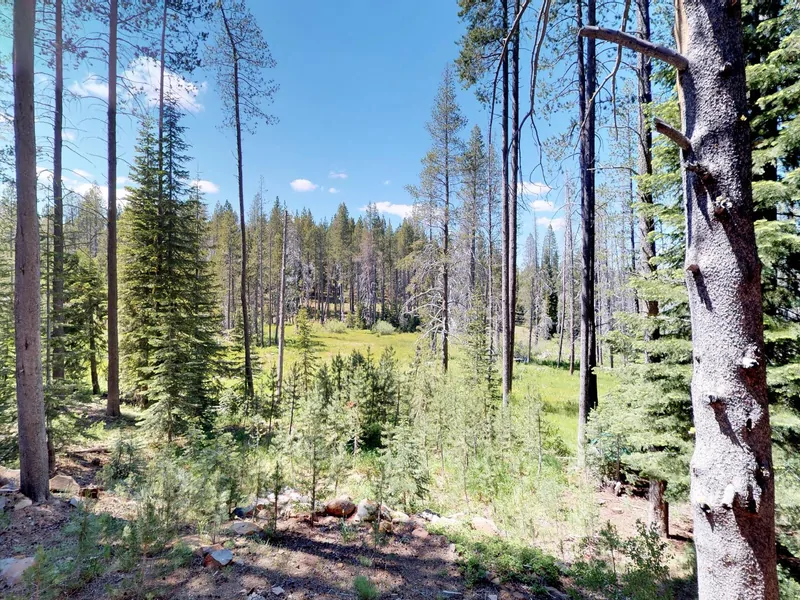 Forest Views Outside Tahoe Donner Meadow View Cabin: Tahoe Donner Meadow View Cabin