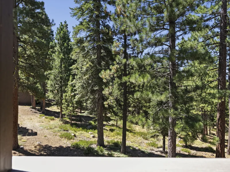 Forest View from The Back: Bear Den at Northstar